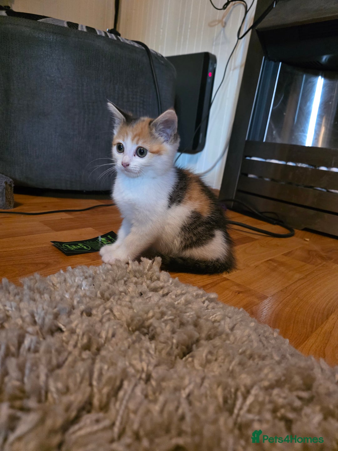 Mixed Breed cats for sale: 3 beautiful kittens - Image 2