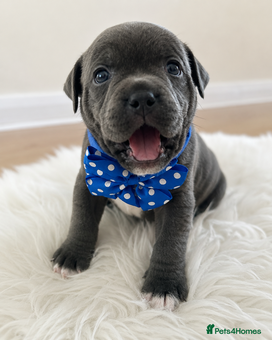 Staffordshire Bull Terrier dogs 👉 KC Blue Staffy Puppies – DNA Clear🔥 - Advert 1