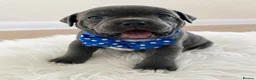Staffordshire Bull Terrier dogs for sale: 👉 KC Blue Staffy Puppies – DNA Clear🔥 - Advert 9