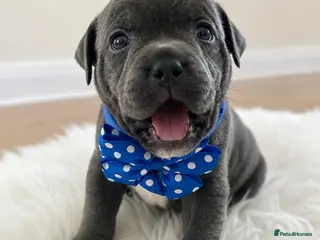 Staffordshire Bull Terrier dogs 👉 KC Blue Staffy Puppies – DNA Clear🔥 - Advert 1