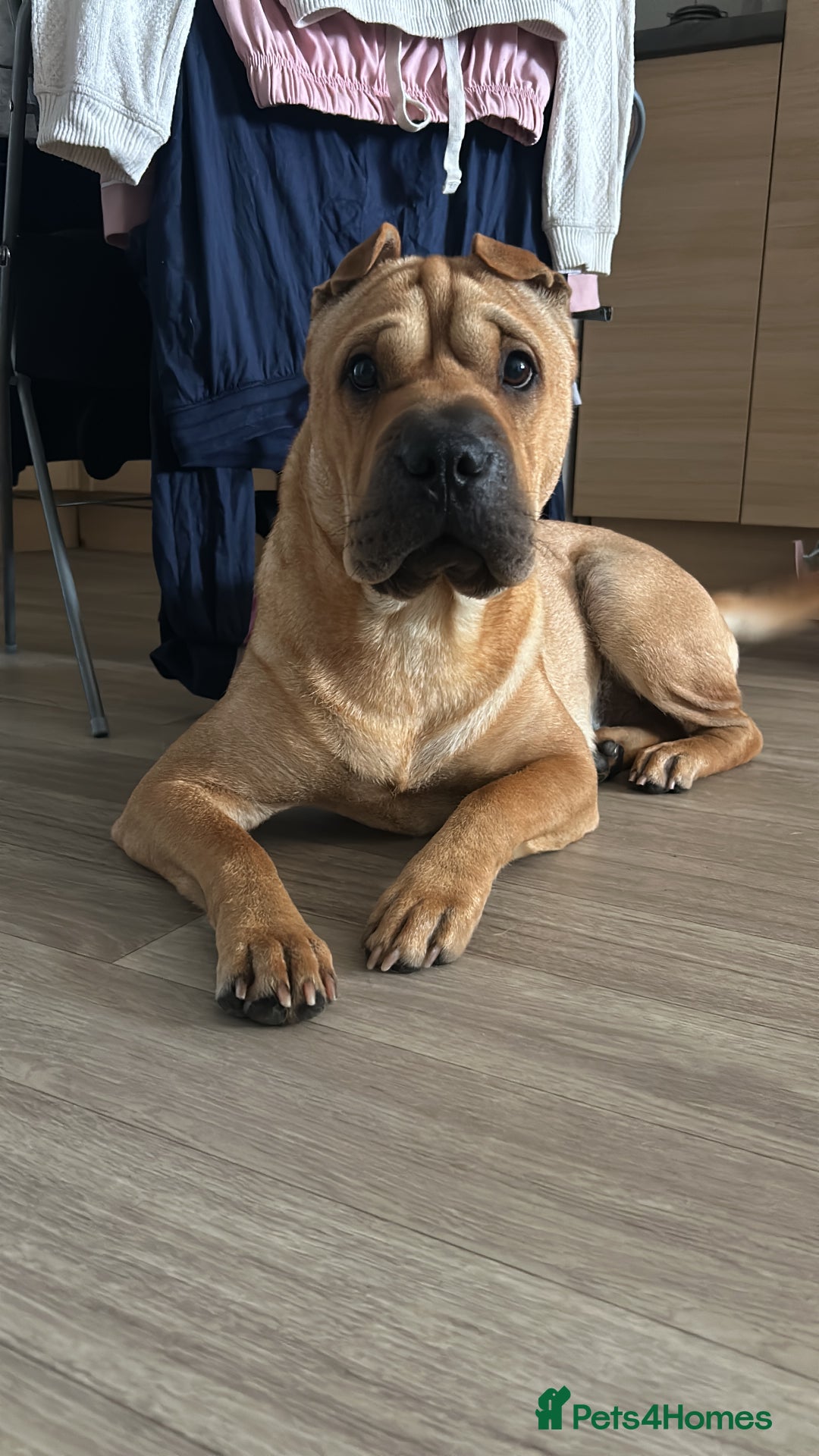 Shar Pei dogs for sale: Chase The Sharpei  - Advert 2