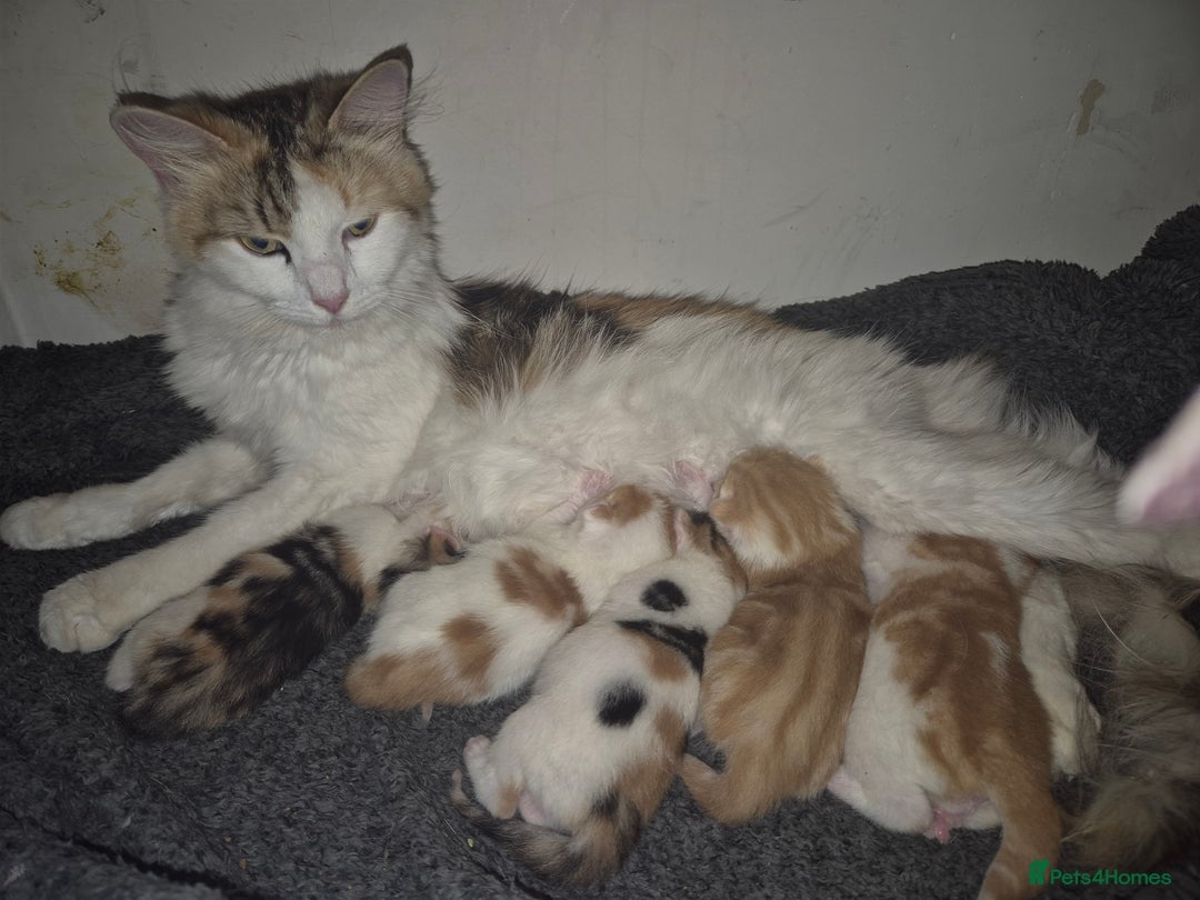 Domestic Shorthair cats for sale: Beautiful family raised kittens  - Image 2