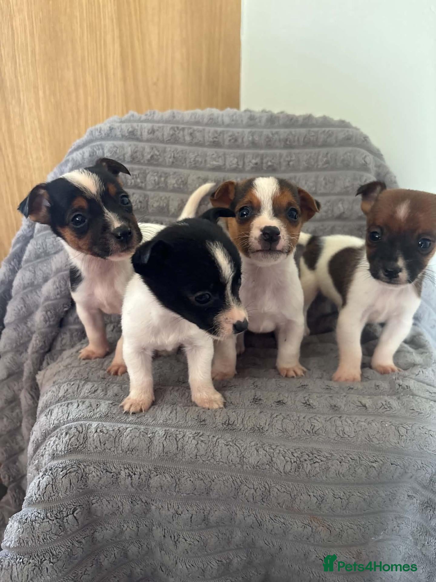 Jack Russell dogs Dan smith  - Advert 1
