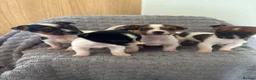 Jack Russell dogs for sale: Dan smith  - Advert 1