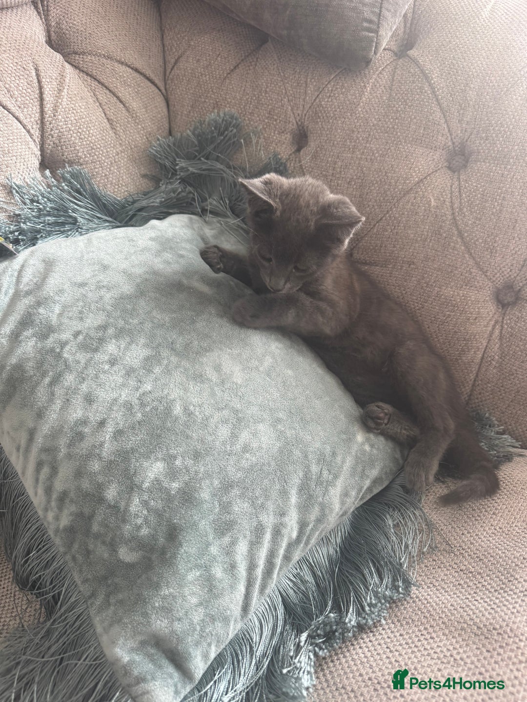 Mixed Breed cats for sale: Kitten  - Image 4