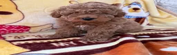 Toy Poodle dogs for sale: Beautiful toy poodle boys  - Advert 4