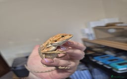 Bearded Dragon reptiles for sale: 🔥🔥🔥 BABY BEARDED DRAGONS 🔥🔥🔥 4 LEFT 🔥🔥 - Image 26