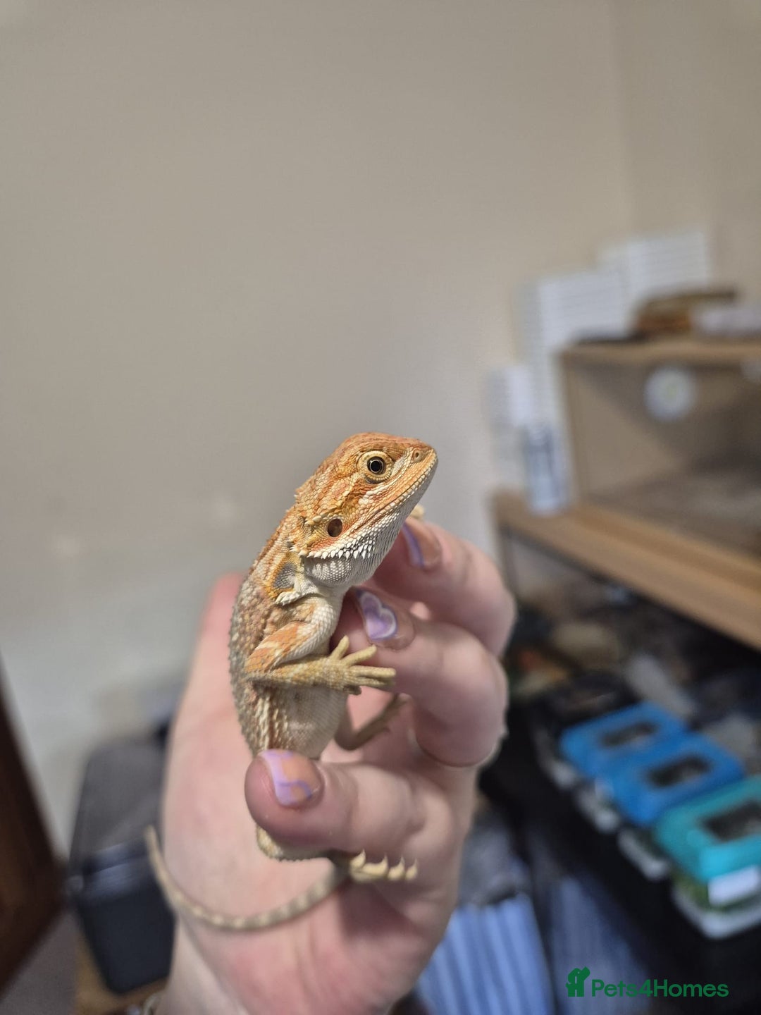 Bearded Dragon reptiles for sale: 🔥🔥🔥 BABY BEARDED DRAGONS 🔥🔥🔥 4 LEFT 🔥🔥 - Image 26