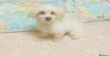Maltese dogs - Advert 2