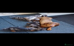 Miniature Dachshund dogs for sale: Dachshund puppies boys and girls ready now - Image 30