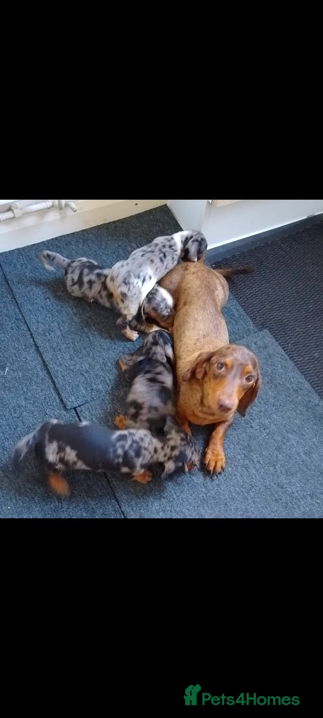 Miniature Dachshund dogs for sale: Dachshund puppies boys and girls ready now - Image 30