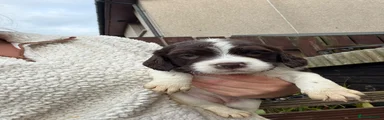 English Springer Spaniel 3