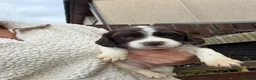 English Springer Spaniel dogs for sale: Springer spaniel puppies  - Advert 6
