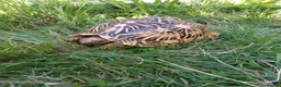 Tortoise reptiles for sale: Adult Breeding FEMALE INDIAN STAR TORTOISE  - Advert 11