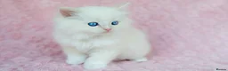 Ragdoll cats for sale: Stunning Ragdolls Available Now. - Advert 2
