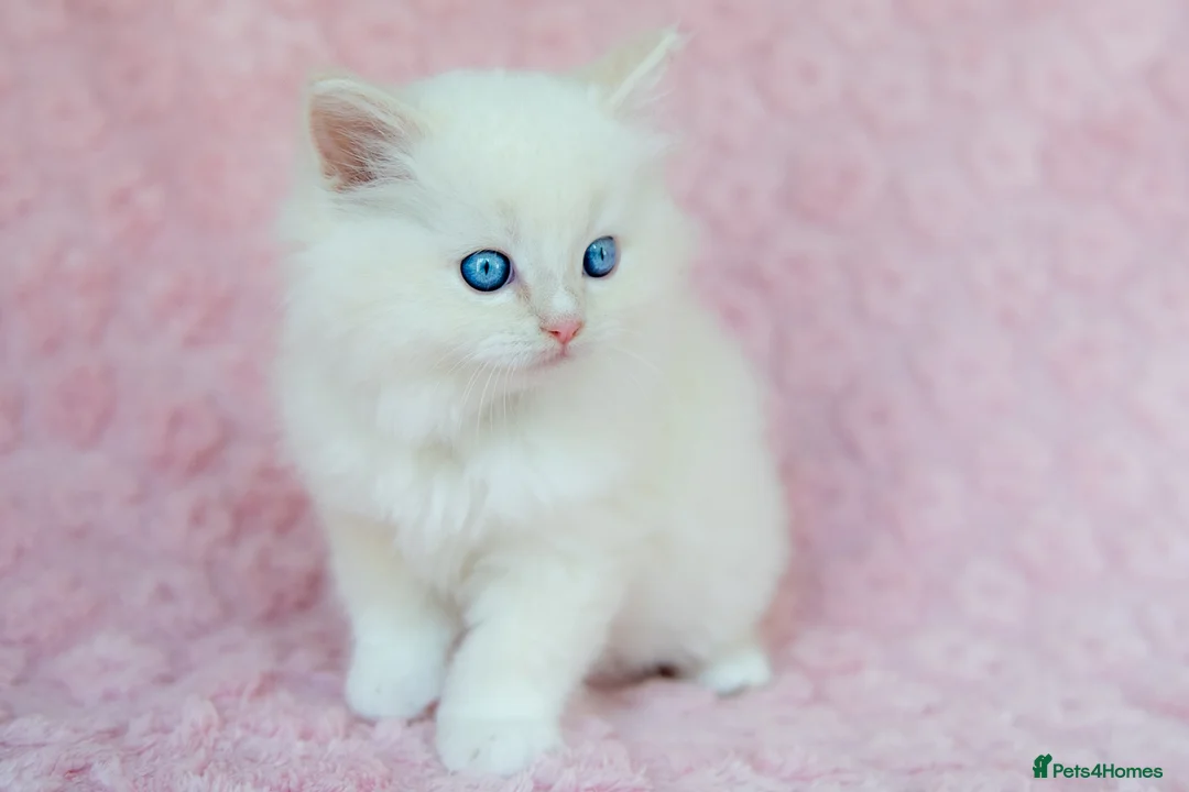 Ragdoll cats for sale: Stunning Ragdolls Available Now. - Advert 2