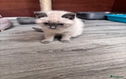 British Shorthair cats for sale: British shorthair GGCF Blue colourpoint kittens  - Image 5