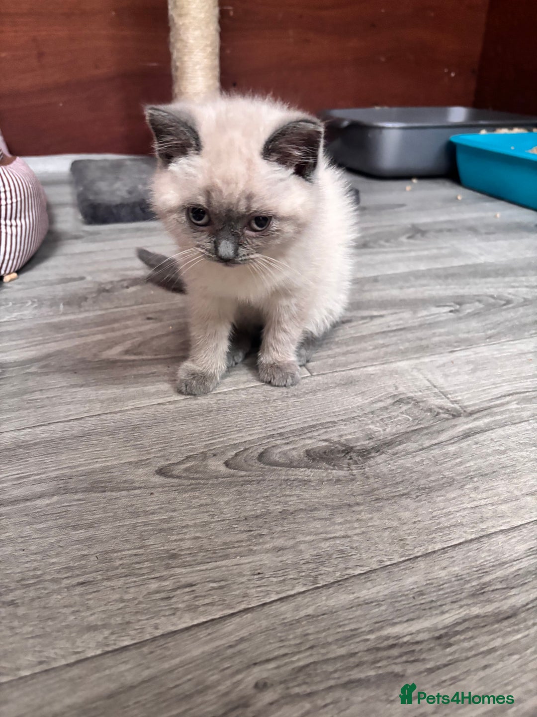 British Shorthair cats for sale: British shorthair GGCF Blue colourpoint kittens  - Image 5