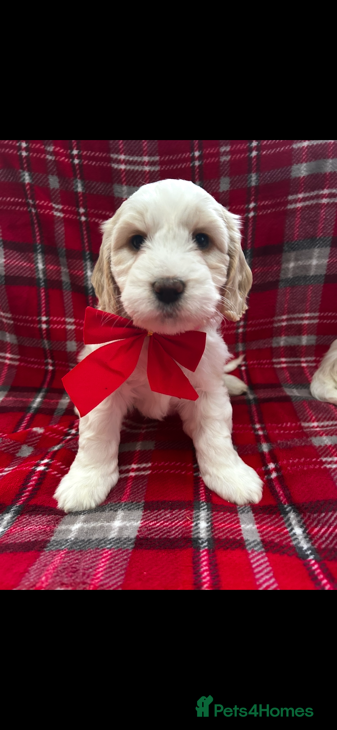 Cockapoo dogs Beautiful cockapoo puppies  - Advert 3