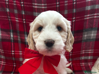 Cockapoo dogs Beautiful cockapoo puppies - Advert 3