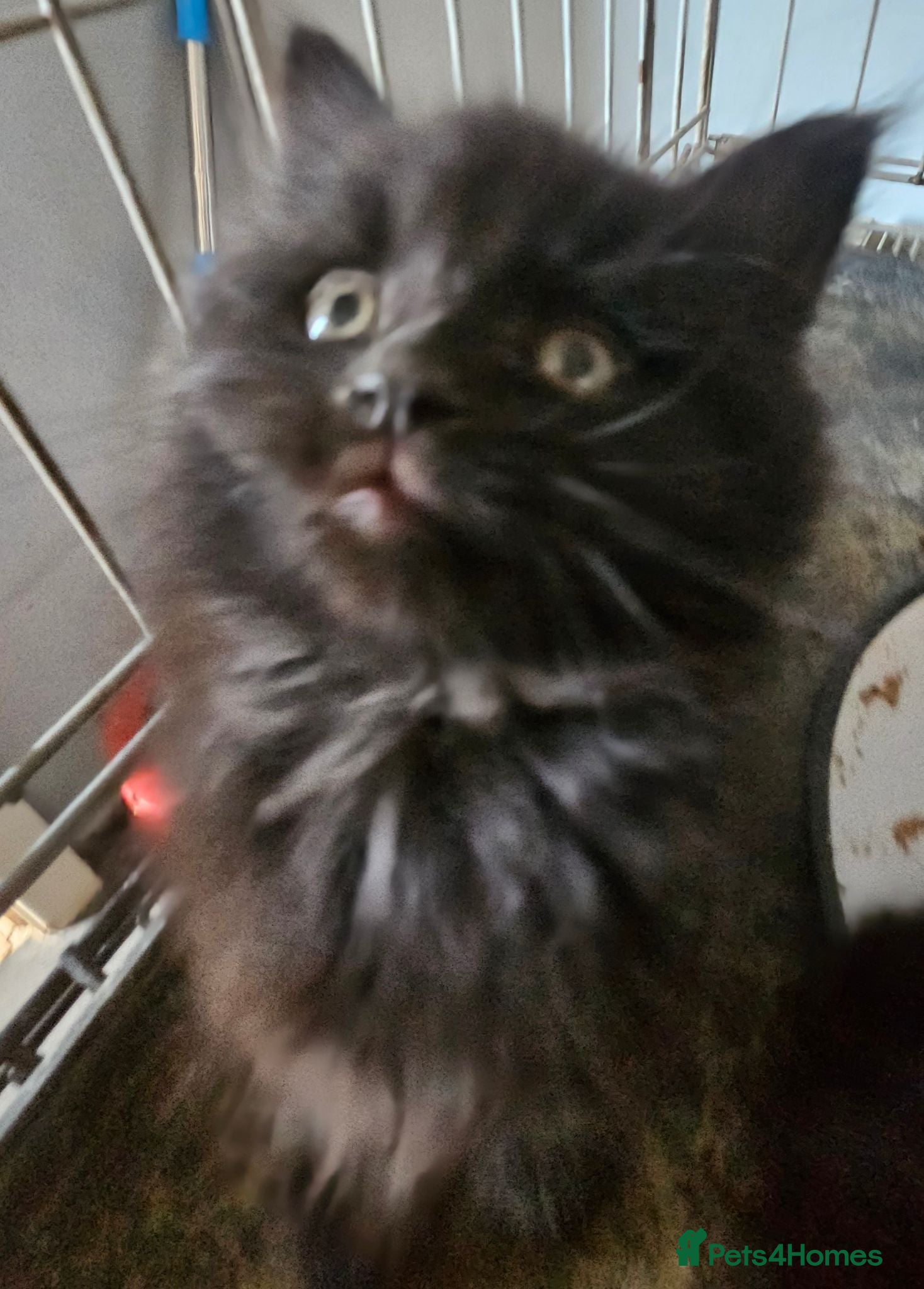 Maine Coon cats Beautiful black fluffy kittens - Advert 16