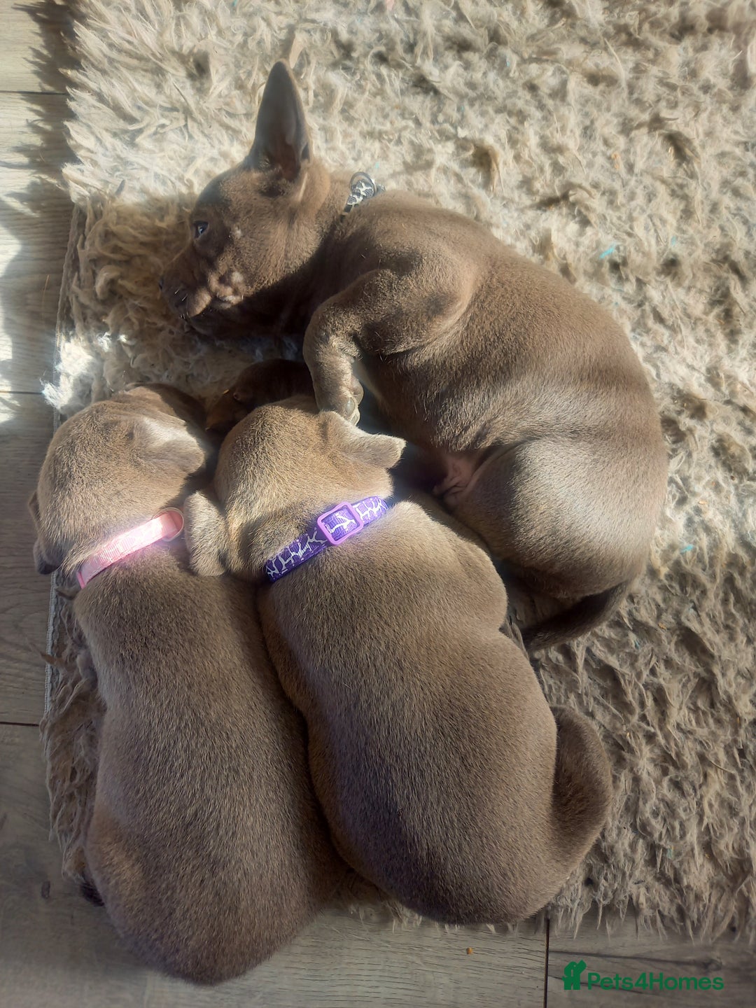 Staffordshire Bull Terrier dogs for sale: Lovely puppy  in Coventry - Image 12