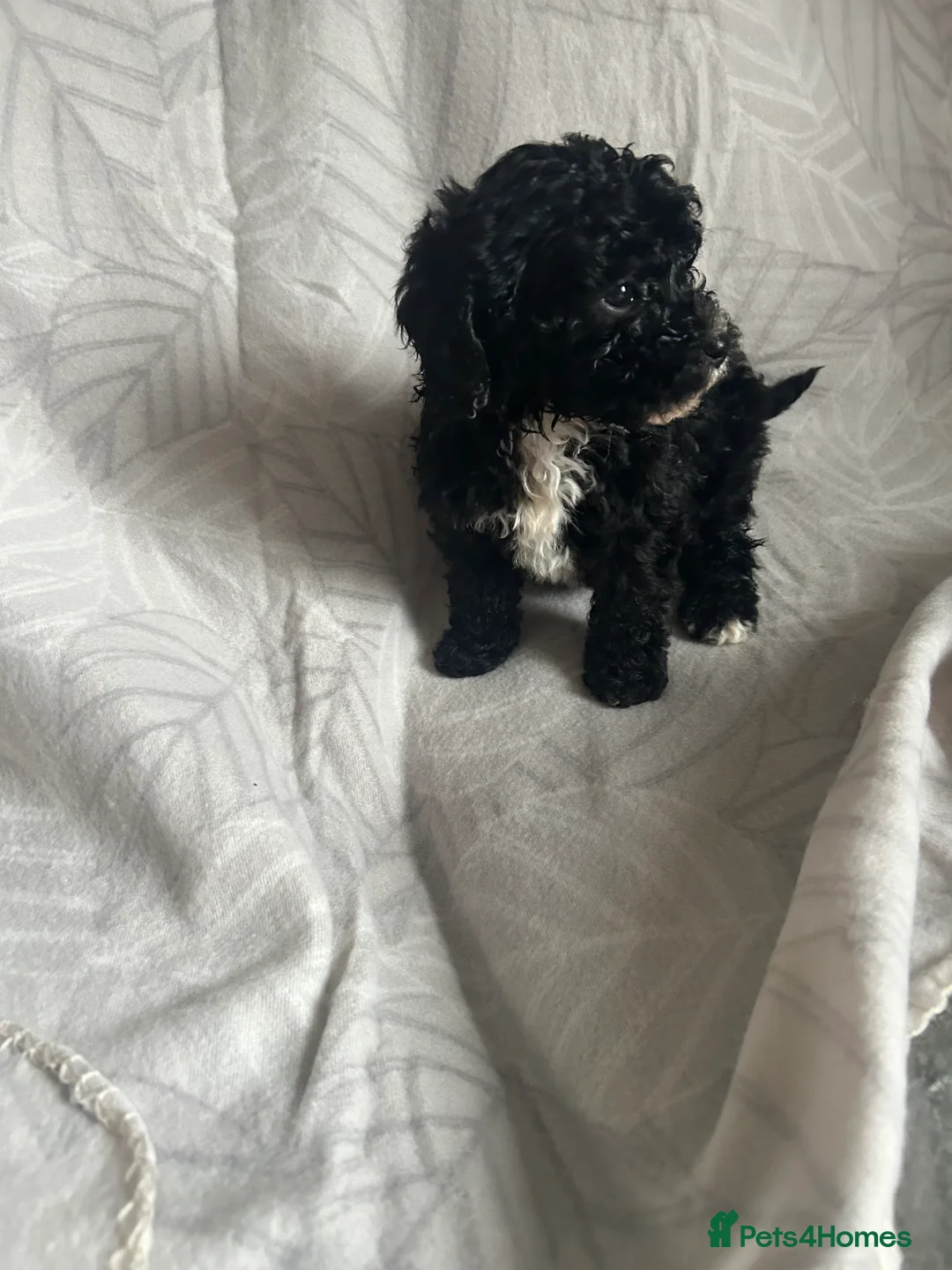 Cavapoo dogs for sale: Cute cavapoo pups - Advert 9