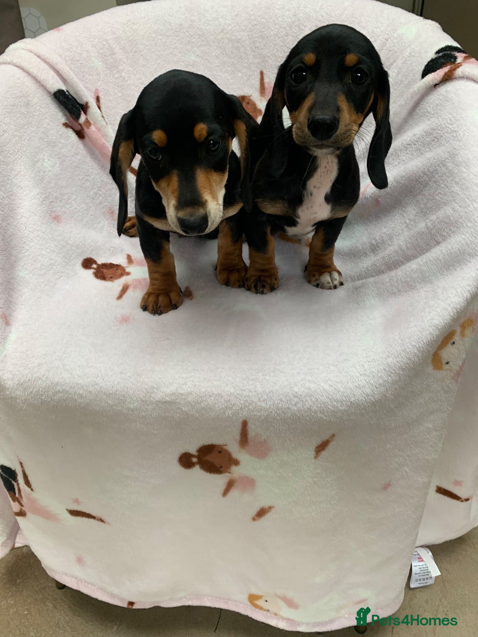 Dachshund dogs ****4 beautiful boys *** - Advert 1