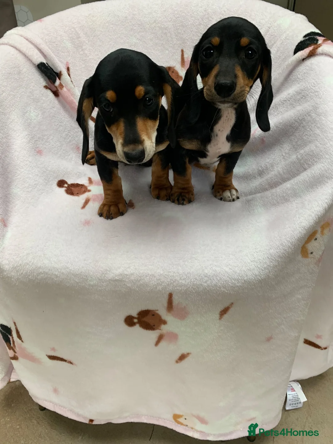 Dachshund dogs for sale: ****4 beautiful boys *** in Nottingham - Advert 1