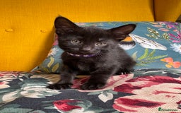 Mixed Breed cats for sale: 6 lovely black kittens looking for new homes - Image 5