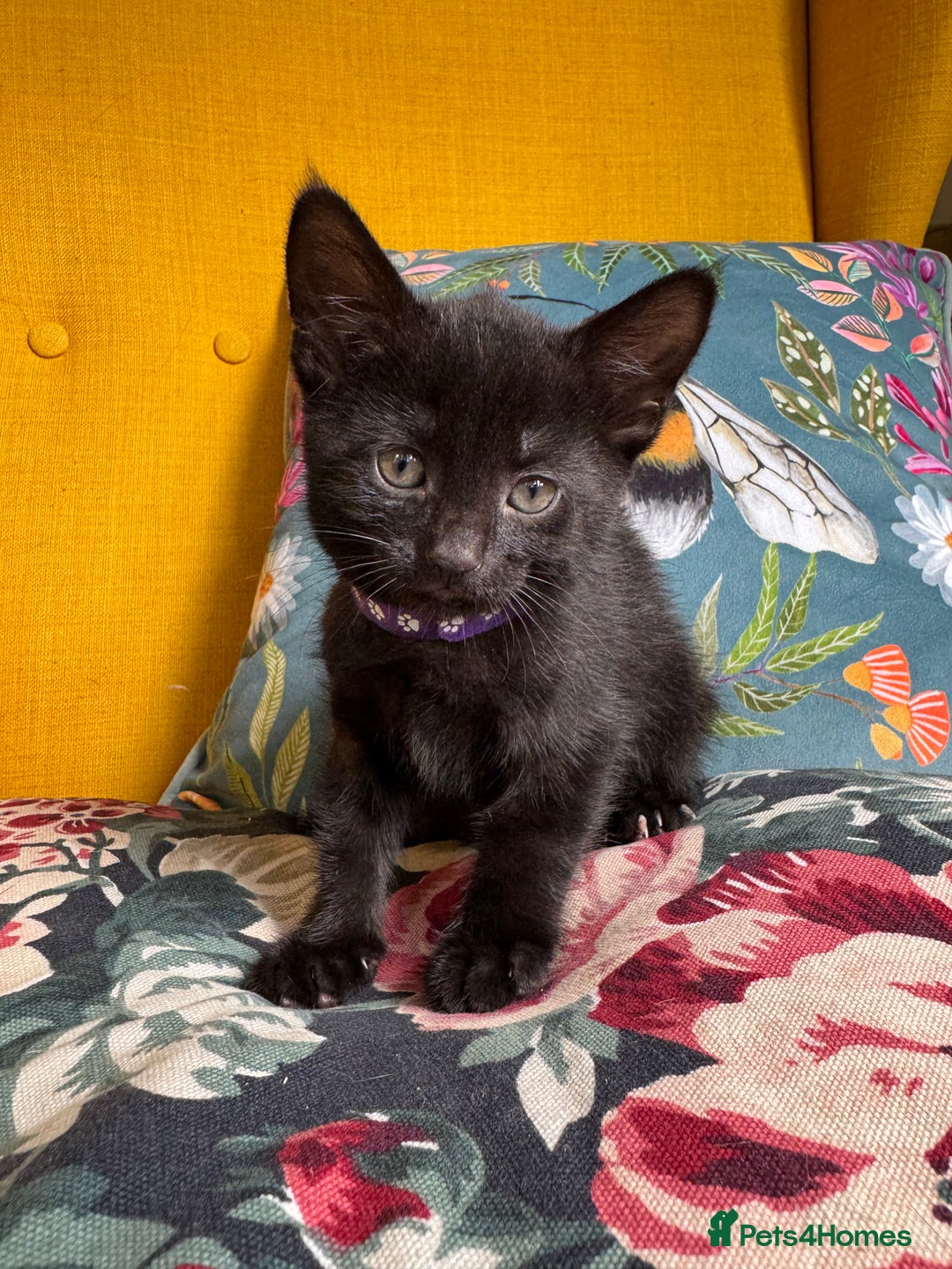 Mixed Breed cats for sale: 6 lovely black kittens looking for new homes - Image 5