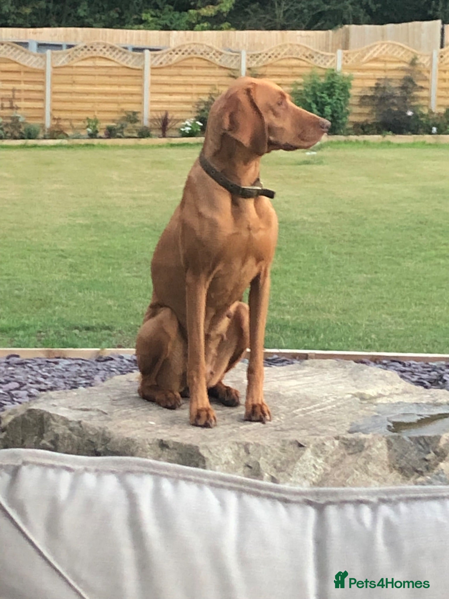 Mixed Breed dogs STUNNING VISZLSMANS - Advert 2