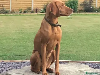 Mixed Breed dogs STUNNING VISZLAMANS - Advert 2