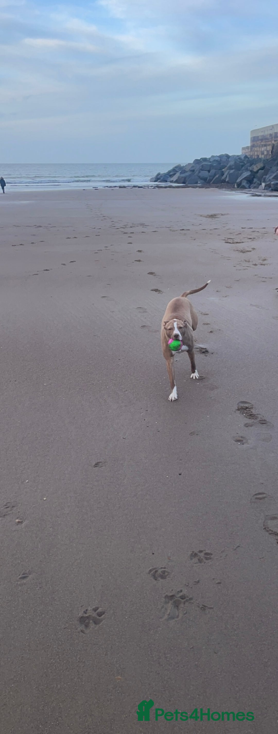 Mixed Breed dogs for sale: Bull x greyhound 💖 - Advert 6