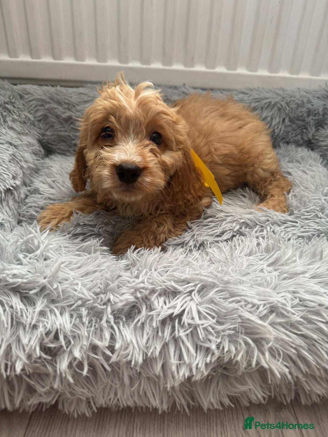 Cockapoo dogs for sale: Cockapoo Puppies - Image 5
