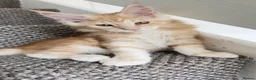 Maine Coon cats for sale: Maine Coon Kittens - Advert 14
