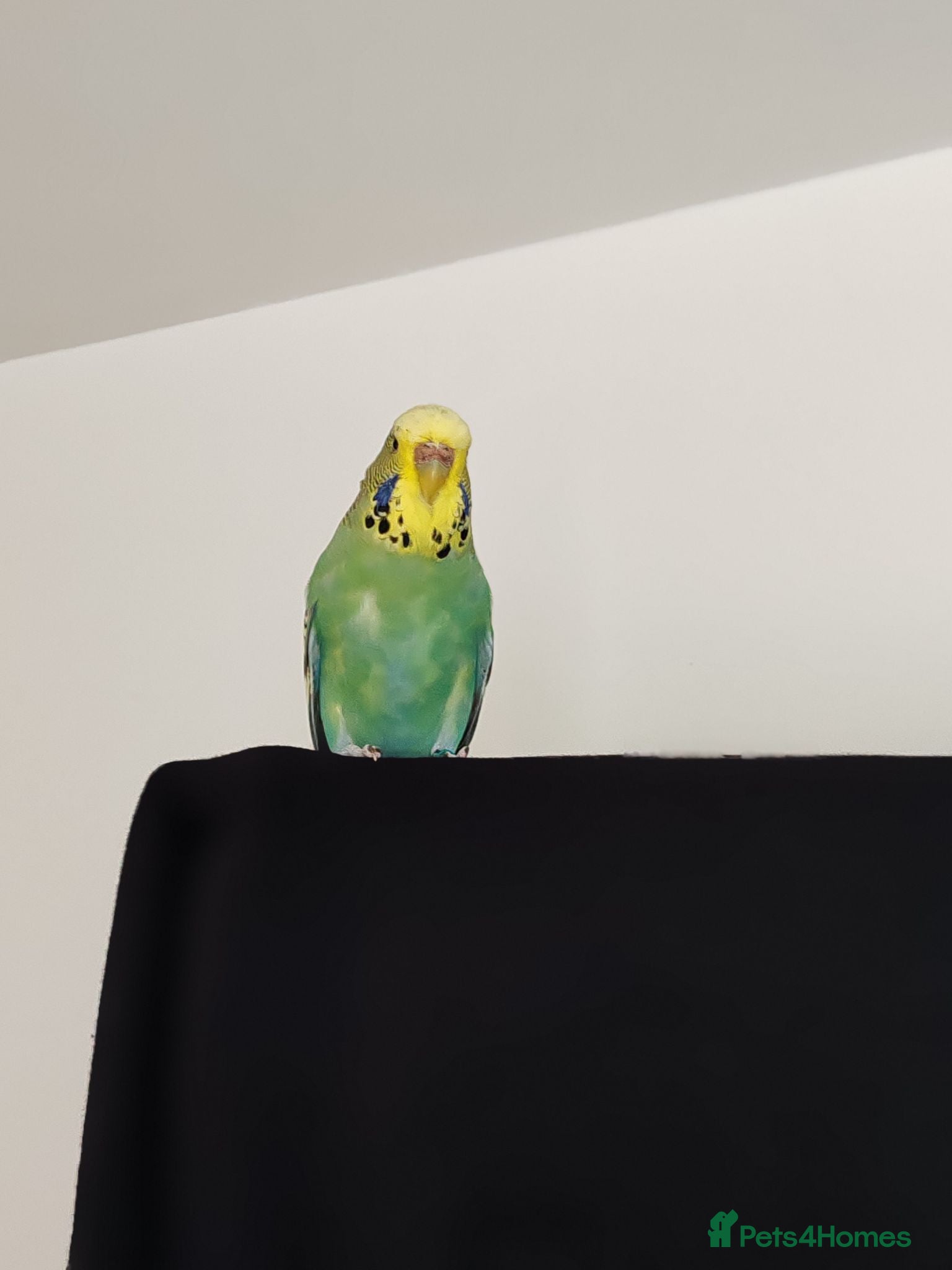 Mixed Breed birds Budgies  - Advert 2