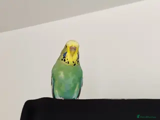 Mixed Breed birds Budgies - Advert 2
