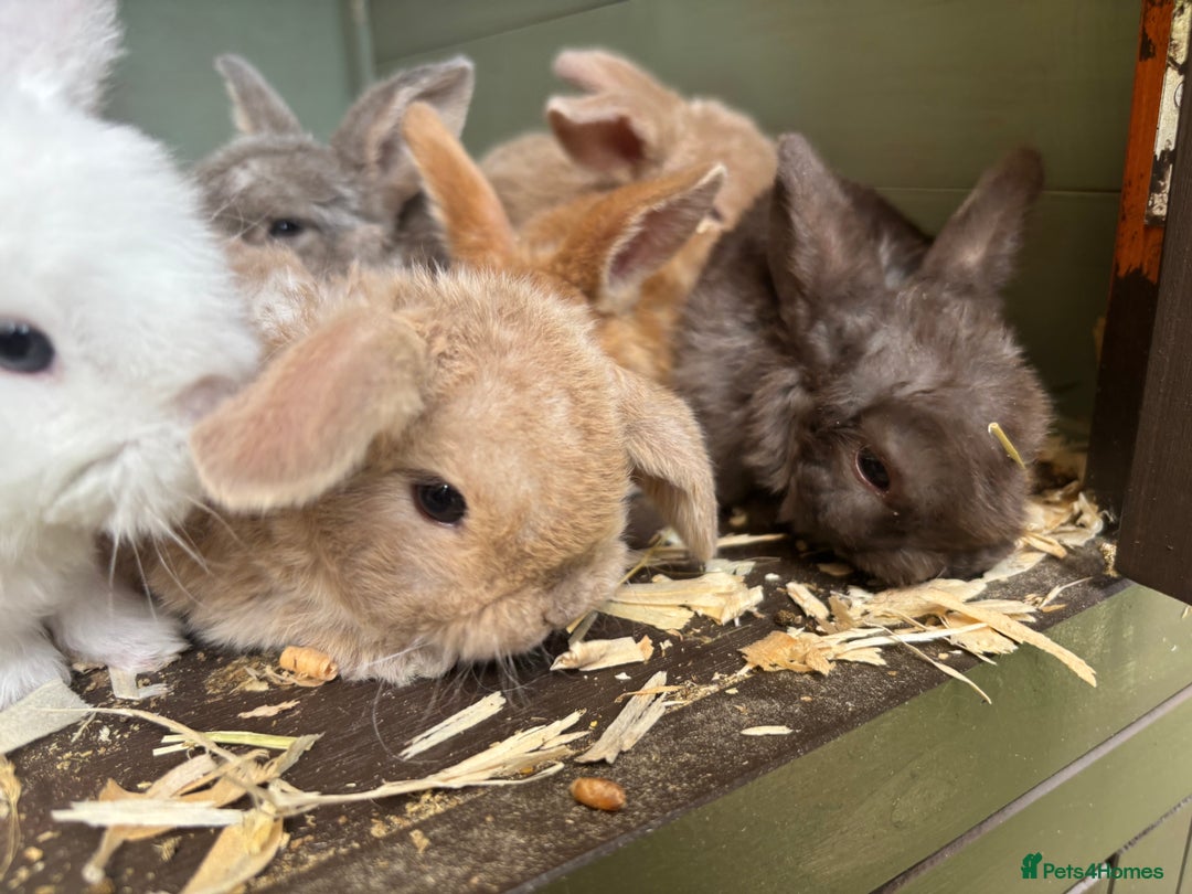Mini Lop rabbits for sale: Mini Plush Lops - Image 4