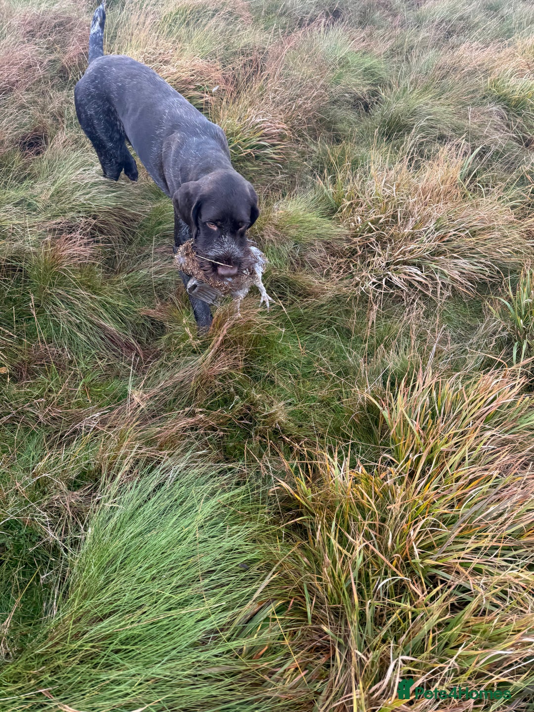 German Wirehaired Pointer dogs for stud: Imported Gwp stud  - Advert 3