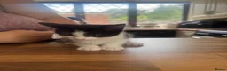 Domestic Shorthair cats for sale: 3 Beautiful Kittens Looking for Their Forever Home - Advert 24