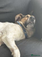 Mixed Breed dogs Nora is looking for a loving forever home in Withernsea - Advert 10