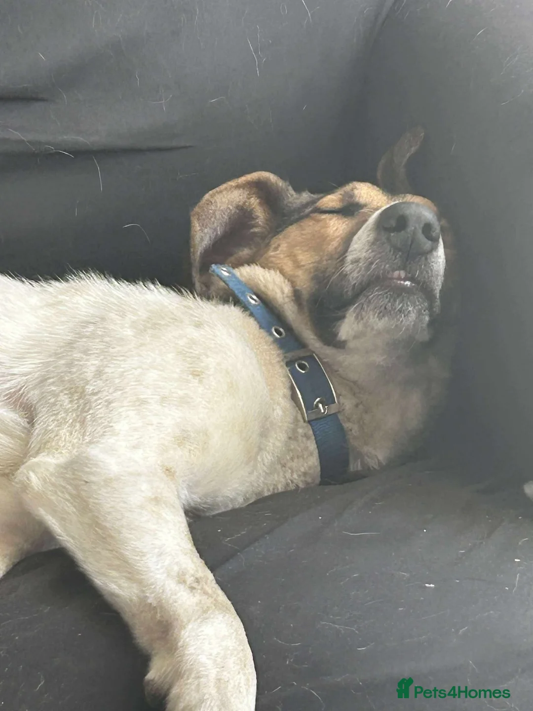 Mixed Breed dogs for adoption: Nora is looking for a loving forever home in Withernsea - Advert 3