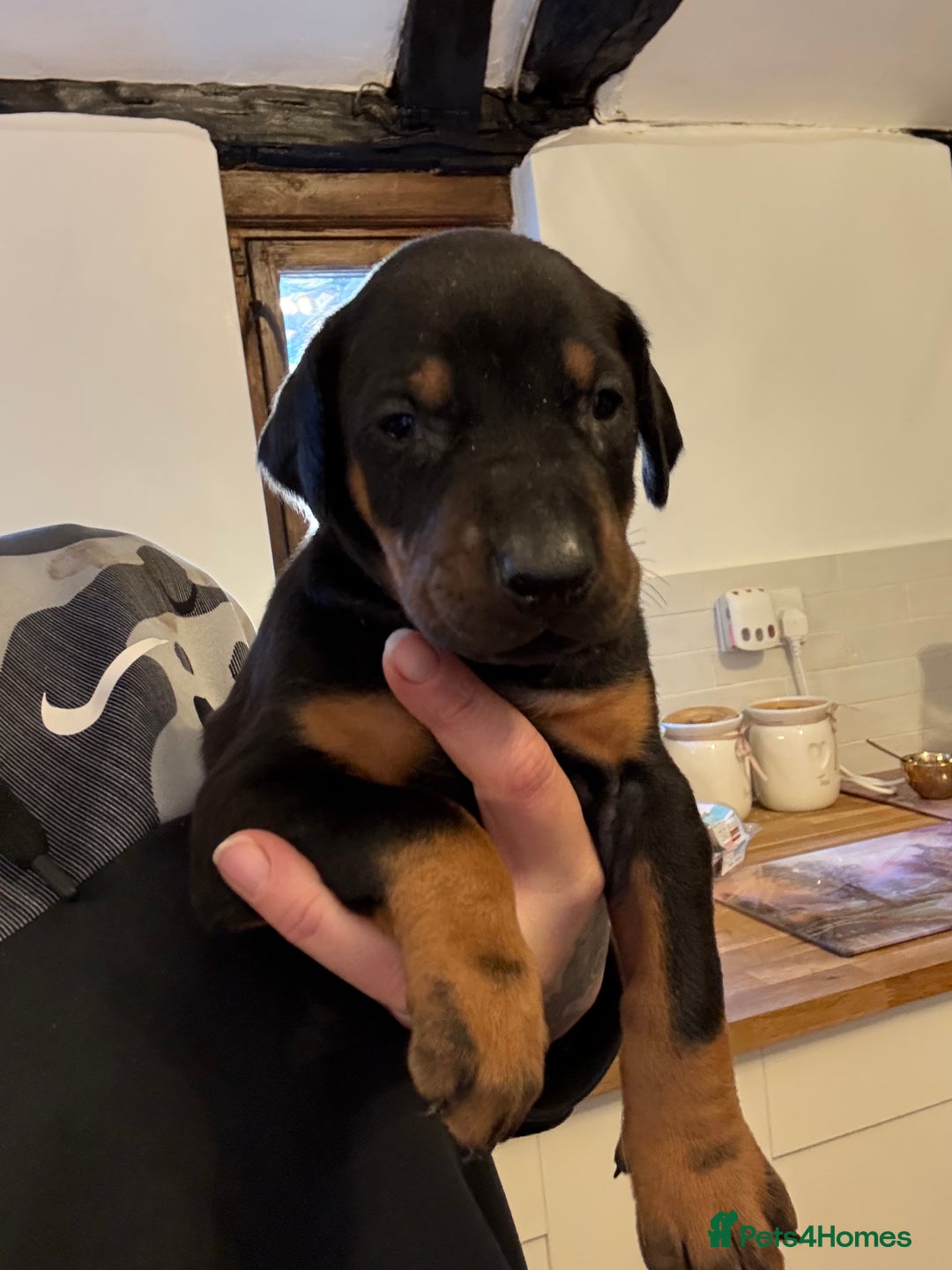 Dobermann dogs for sale: Working doberman - Advert 1