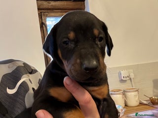 Dobermann dogs Working doberman - Advert 12