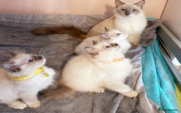 Ragdoll cats for sale: Cute little Ragdoll kittens for sale 💕🐱🐱 - Image 2
