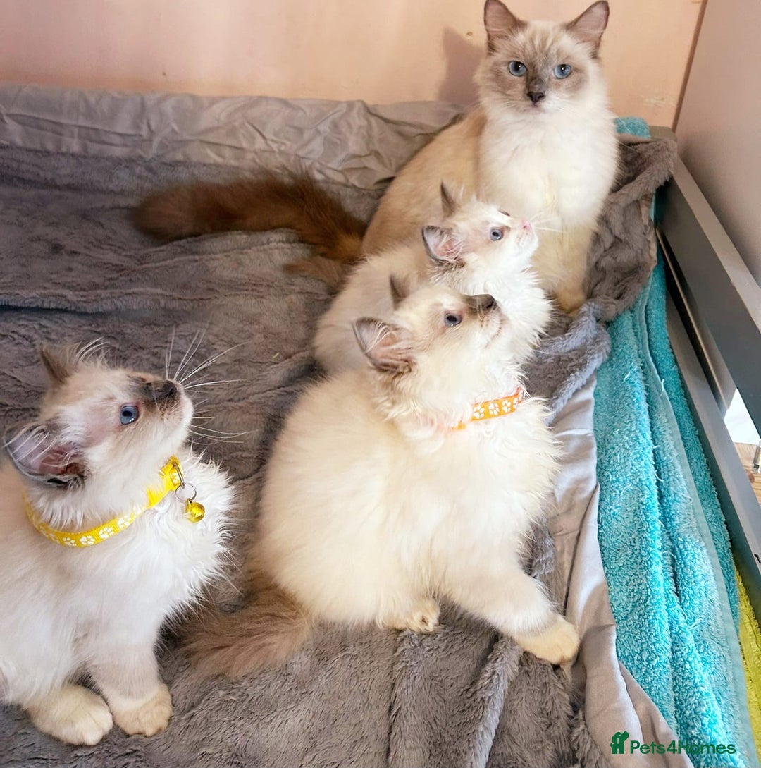 Ragdoll cats for sale: Cute little Ragdoll kittens for sale 💕🐱🐱 - Image 2