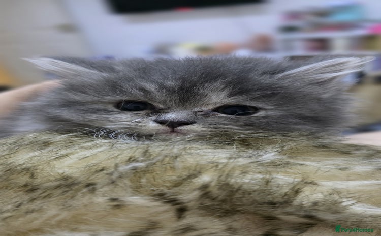 Persian cats - Advert 5