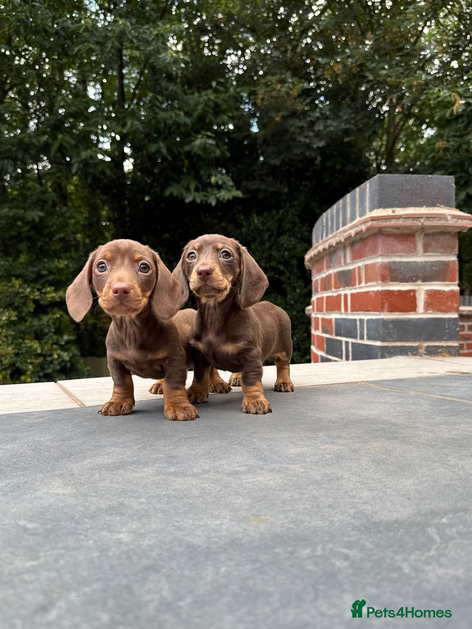 Miniature Dachshund dogs Miniature Dachshunds. PRA clear. 5 star breeder. - Advert 10