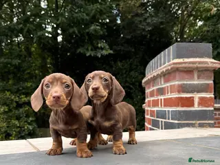 Miniature Dachshund dogs Miniature Dachshunds. PRA clear. 5 star breeder. - Advert 10